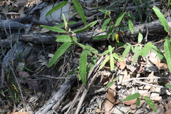 Seringia corollata