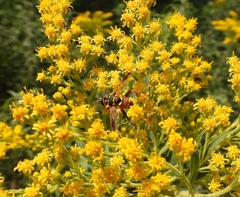 Meromacrus gloriosus