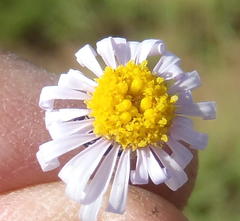 Felicia muricata muricata