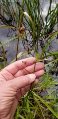Scirpus ancistrochaetus