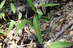 Seringia corollata
