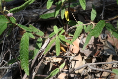 Seringia corollata