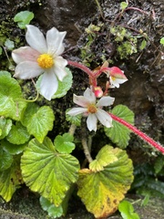 Begonia rosacea