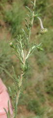 Felicia muricata muricata