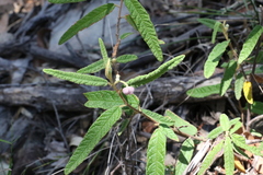 Seringia corollata