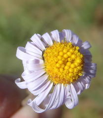 Felicia muricata muricata