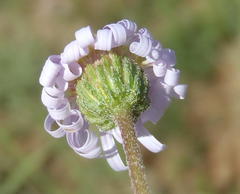 Felicia muricata muricata