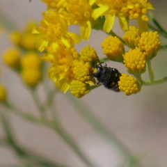 Acmaeodera gibbula