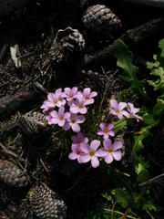 Oxalis polyphylla pentaphylla