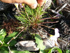 Oxalis polyphylla pentaphylla