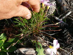 Oxalis polyphylla pentaphylla