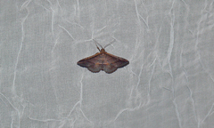Coenobela joha