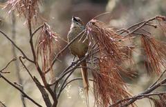 Sphenoeacus afer afer