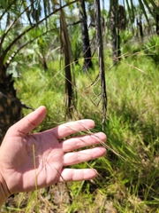 Aristida patula