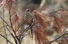 Sphenoeacus afer afer