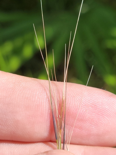Image of Aristida patula by (c) Jay Horn, some rights reserved (CC BY)