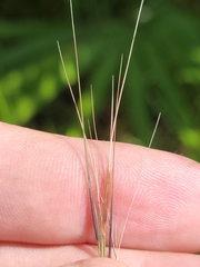 Aristida patula