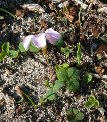 Oxalis nidulans nidulans
