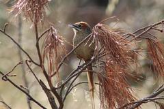 Sphenoeacus afer afer