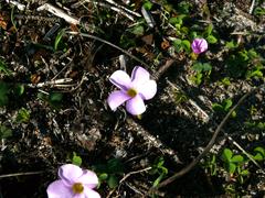 Oxalis nidulans nidulans