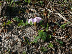 Oxalis nidulans nidulans