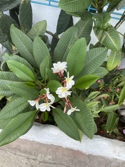 Plumeria rubra