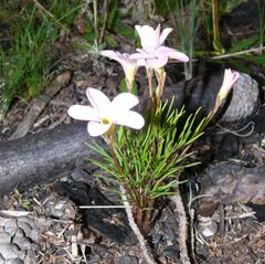 Oxalis polyphylla pentaphylla