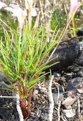 Oxalis polyphylla pentaphylla