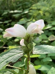 Chelone glabra