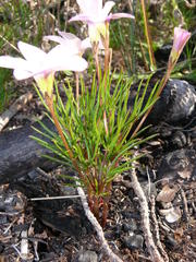 Oxalis polyphylla pentaphylla