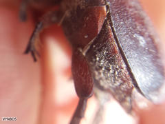 Rhinocoeta sanguinipes