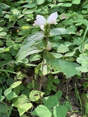 Chelone glabra