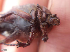 Rhinocoeta sanguinipes