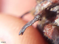 Rhinocoeta sanguinipes