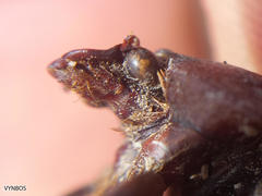 Rhinocoeta sanguinipes