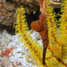 Ghost Pipefishes - Photo (c) 104623964081378888743, some rights reserved (CC BY-NC), uploaded by 104623964081378888743