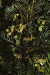 Dodonaea inaequifolia