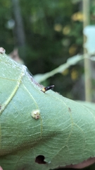 Caryomyia subulata