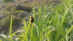 Smaragdina semiaurantiaca
