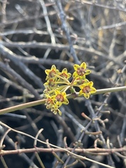 Funastrum angustissimum