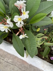 Plumeria rubra