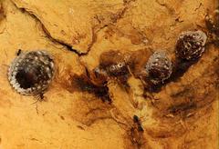 Margarodidae