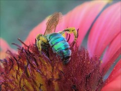 Agapostemon angelicus
