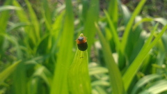 Smaragdina semiaurantiaca