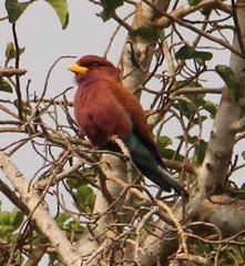 Eurystomus glaucurus suahelicus