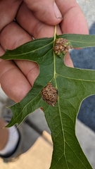 Callirhytis favosa