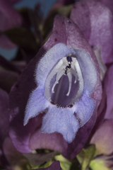 Prostanthera magnifica