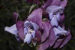 Prostanthera magnifica