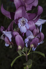Prostanthera magnifica