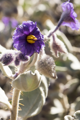 Solanum ellipticum